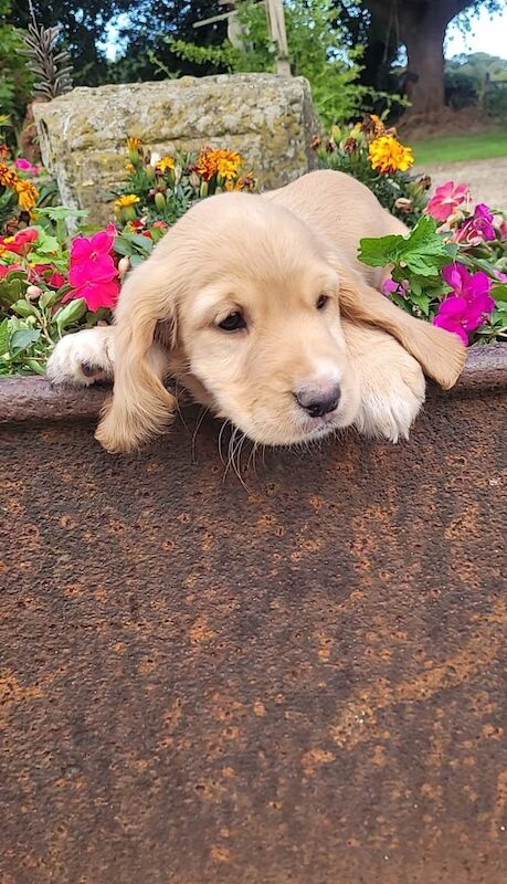 Cocker Spaniel puppies for sale in Middlesbrough, North Yorkshire – 9 weeks old