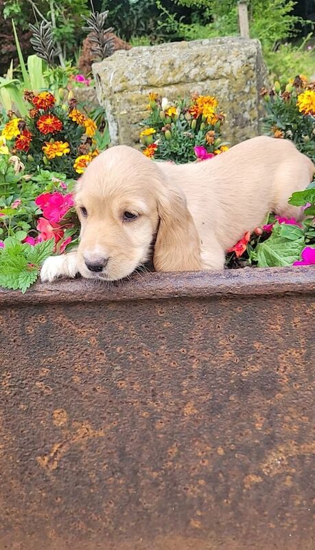 Cocker Spaniel puppies for sale in Middlesbrough, North Yorkshire – 9 weeks old - Image 2 of 3