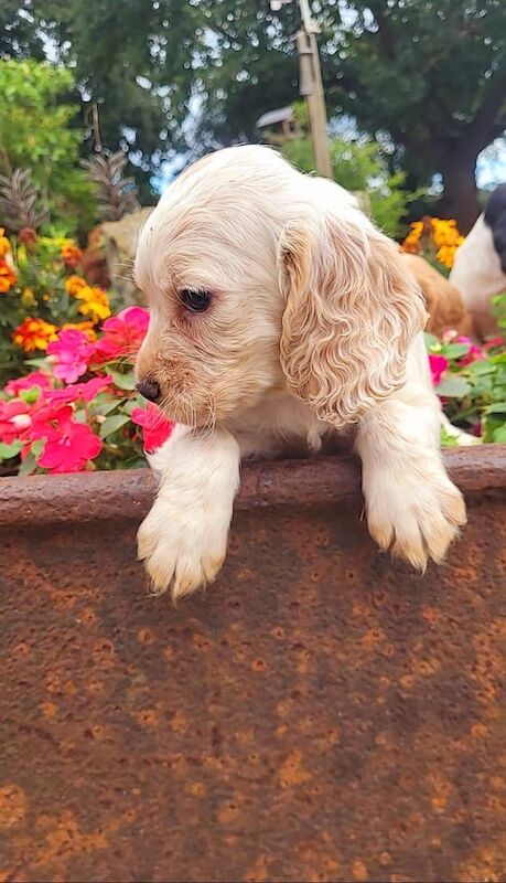 Cocker Spaniel puppies for sale in Middlesbrough, North Yorkshire – 9 weeks old - Image 3 of 3