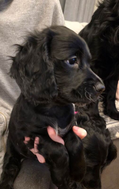 Stunning Cocker Spaniel Pups