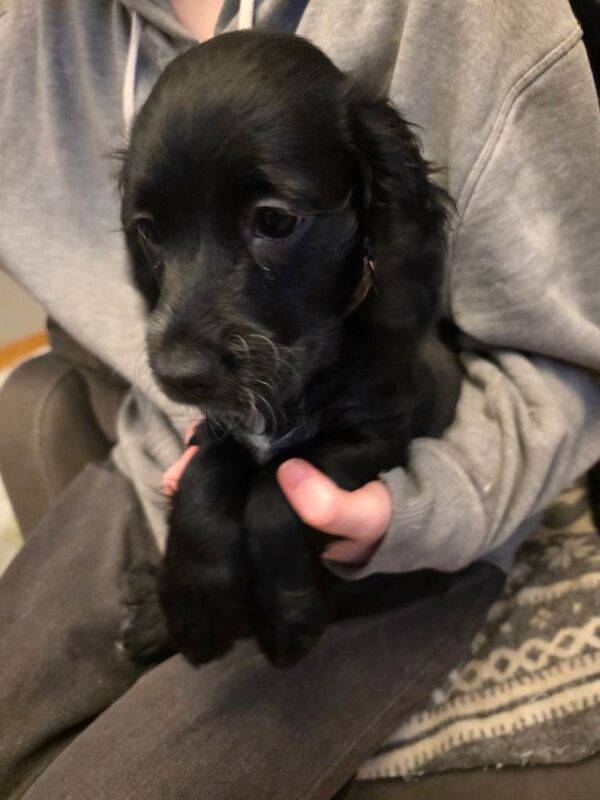 Stunning Cocker Spaniel Pups - Image 2 of 4