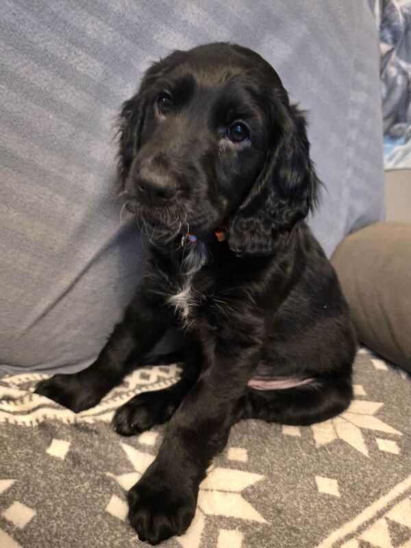 Stunning Cocker Spaniel Pups - Image 3 of 4