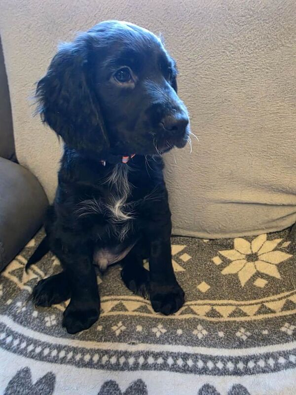 Stunning Cocker Spaniel Pups - Image 4 of 4