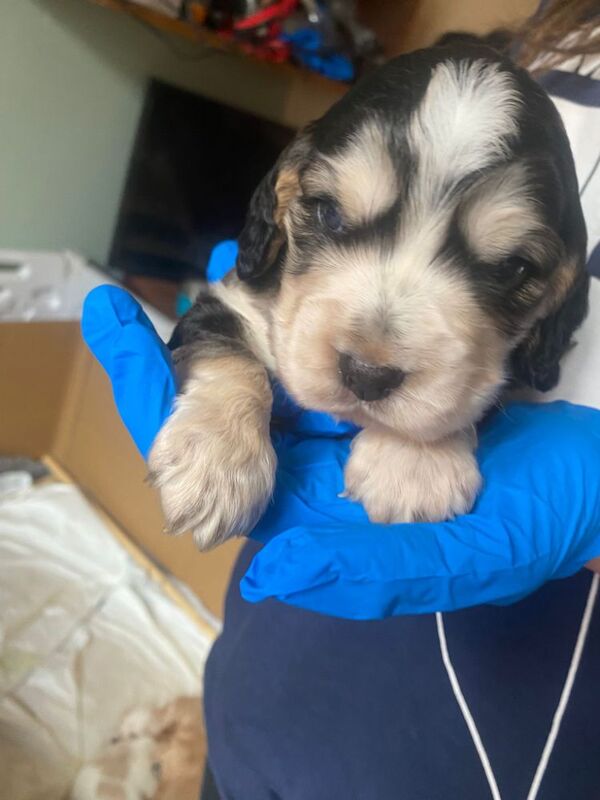 Stunning cocker spaniel pups - Image 5 of 10