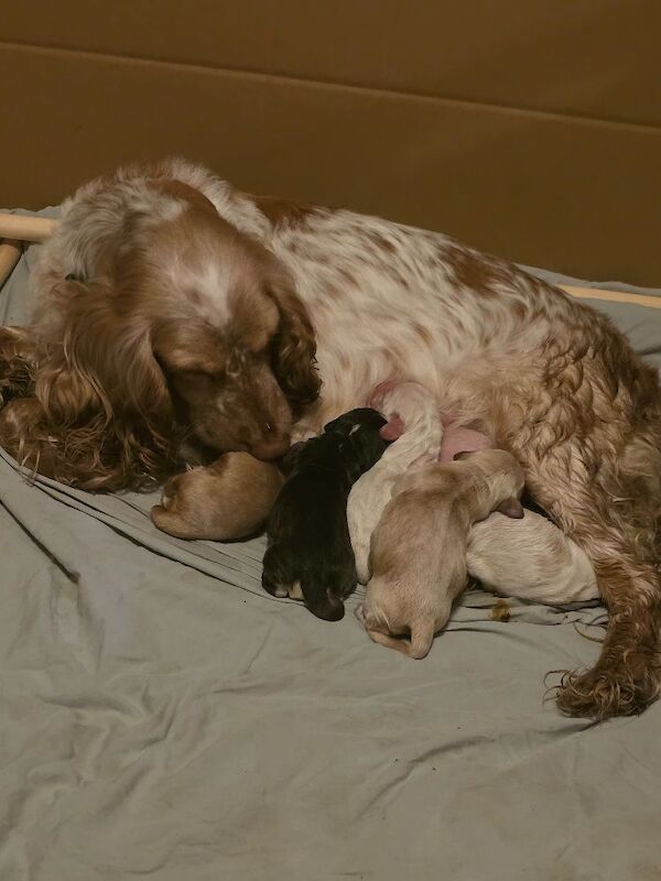 Stunning cocker spaniel pups - Image 6 of 10
