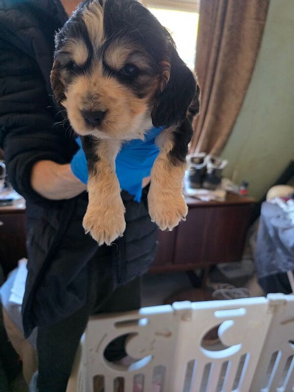 Stunning cocker spaniel pups - Image 10 of 10