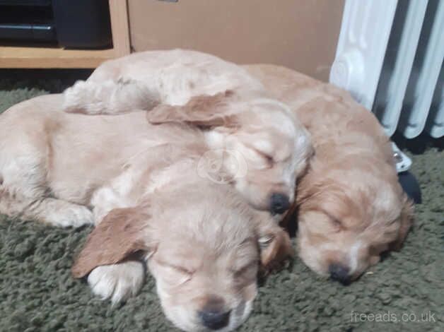 Cocker Spaniel puppies for sale in Falkirk, Stirling and Falkirk – 1 year old - Image 2 of 5