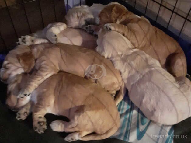 Cocker Spaniel puppies for sale in Falkirk, Stirling and Falkirk – 1 year old - Image 3 of 5