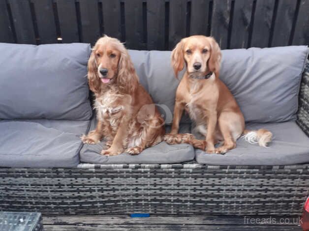 Cocker Spaniel puppies for sale in Falkirk, Stirling and Falkirk – 1 year old - Image 4 of 5