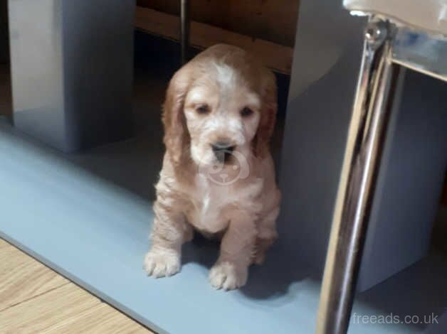 Cocker Spaniel puppies for sale in Falkirk, Stirling and Falkirk – 1 year old - Image 5 of 5