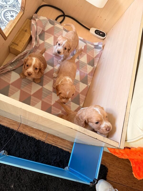 Cocker Spaniel puppies for sale in Penicuik, Midlothian – KC registered, 4 weeks old