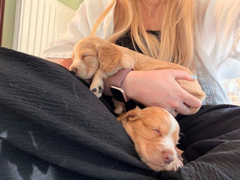 Cocker Spaniel puppies for sale in Penicuik, Midlothian – KC registered, 4 weeks old - Image 2 of 4