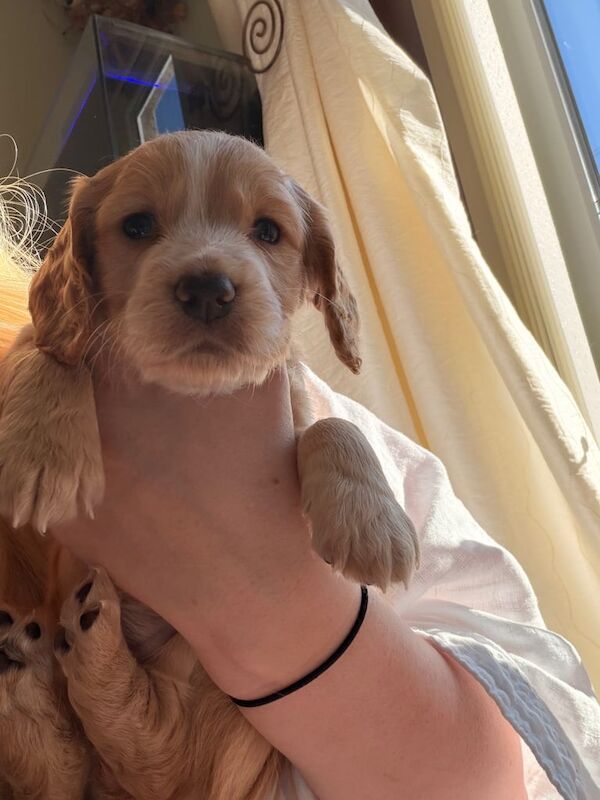 Cocker Spaniel puppies for sale in Penicuik, Midlothian – KC registered, 4 weeks old - Image 3 of 4