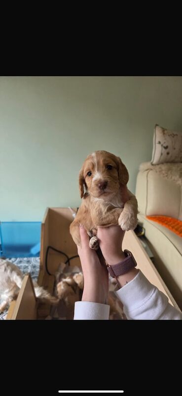 Cocker Spaniel puppies for sale in Penicuik, Midlothian – KC registered, 4 weeks old - Image 4 of 4