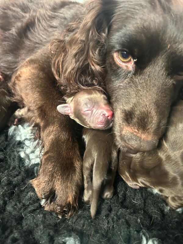 Stunning Cocker Spaniels - Farlavale breeding - workers/pets for sale in Pilling, Lancashire