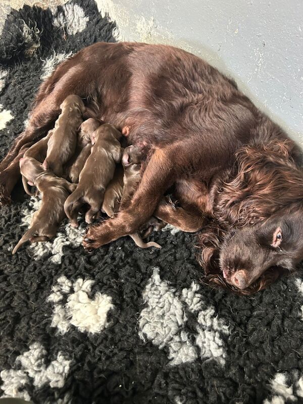 Stunning Cocker Spaniels - Farlavale breeding - workers/pets for sale in Pilling, Lancashire | Image 2