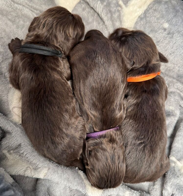 Stunning Cocker Spaniels - Farlavale breeding - workers/pets for sale in Pilling, Lancashire | Image 3