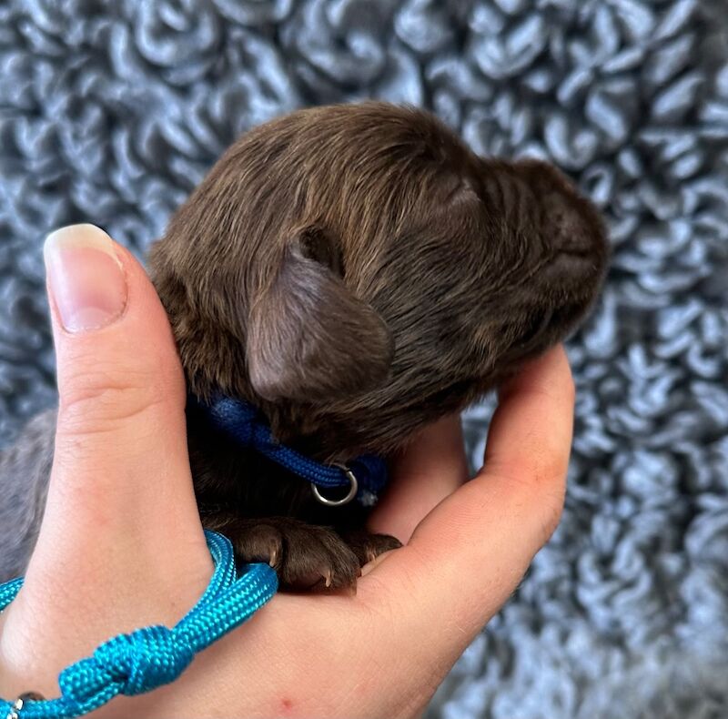 Stunning Cocker Spaniels - Farlavale breeding - workers/pets for sale in Pilling, Lancashire