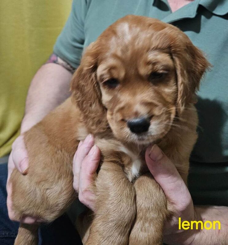Cocker Spaniel puppies for sale in Stockton-on-Tees, Durham – 7 weeks old
