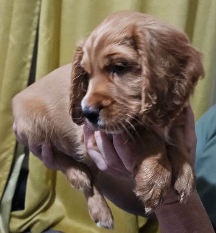 Cocker Spaniel puppies for sale in Stockton-on-Tees, Durham – 7 weeks old - Image 2 of 5
