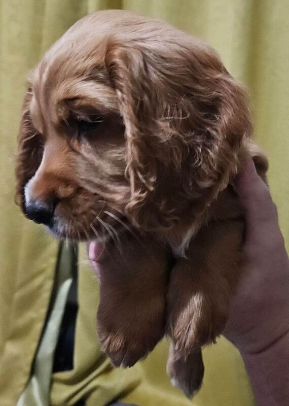Cocker Spaniel puppies for sale in Stockton-on-Tees, Durham – 7 weeks old - Image 3 of 5