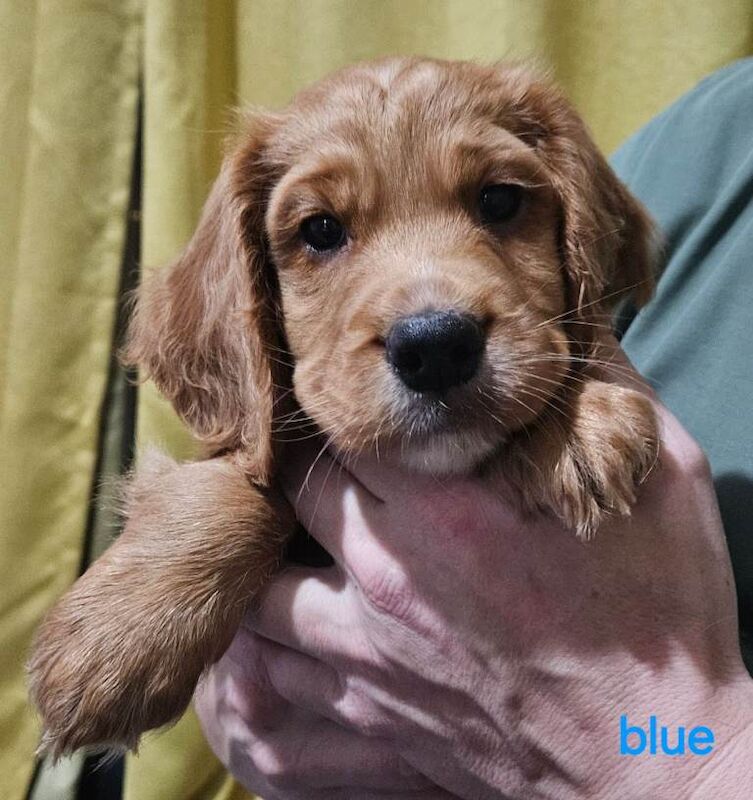 Cocker Spaniel puppies for sale in Stockton-on-Tees, Durham – 7 weeks old - Image 4 of 5