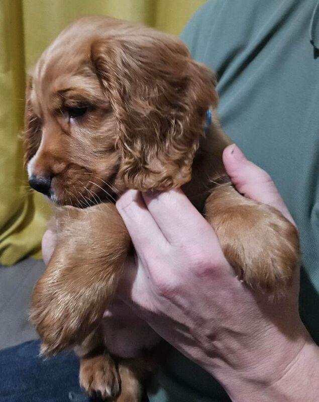 Cocker Spaniel puppies for sale in Stockton-on-Tees, Durham – 7 weeks old - Image 5 of 5