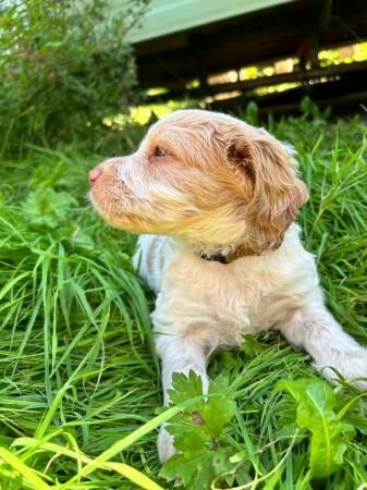 Cocker Spaniel puppies for sale in Skipton, North Yorkshire – 1 year old - Image 1 of 5
