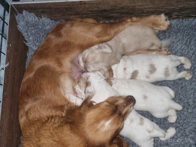 Cocker Spaniel puppies for sale in Reading, Berkshire – 10 months old - Image 1 of 5