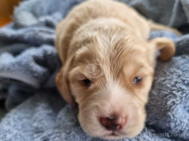 Cocker Spaniel puppies for sale in Reading, Berkshire – 10 months old - Image 2 of 5