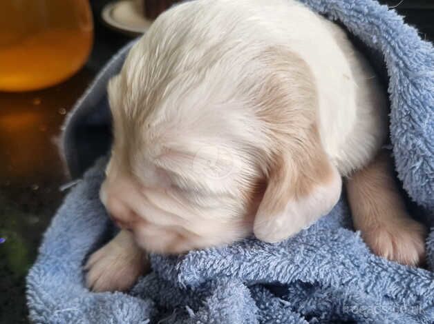 Cocker Spaniel puppies for sale in Reading, Berkshire – 10 months old - Image 3 of 5