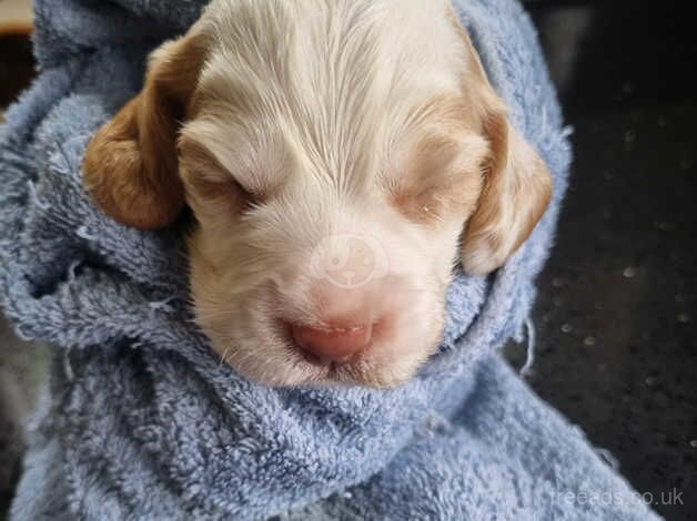 Cocker Spaniel puppies for sale in Reading, Berkshire – 10 months old - Image 4 of 5