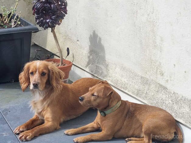 Cocker Spaniel puppies for sale in Reading, Berkshire – 10 months old - Image 5 of 5
