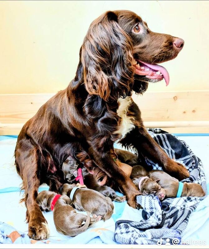 Stunning F1B sprocker spaniel puppies