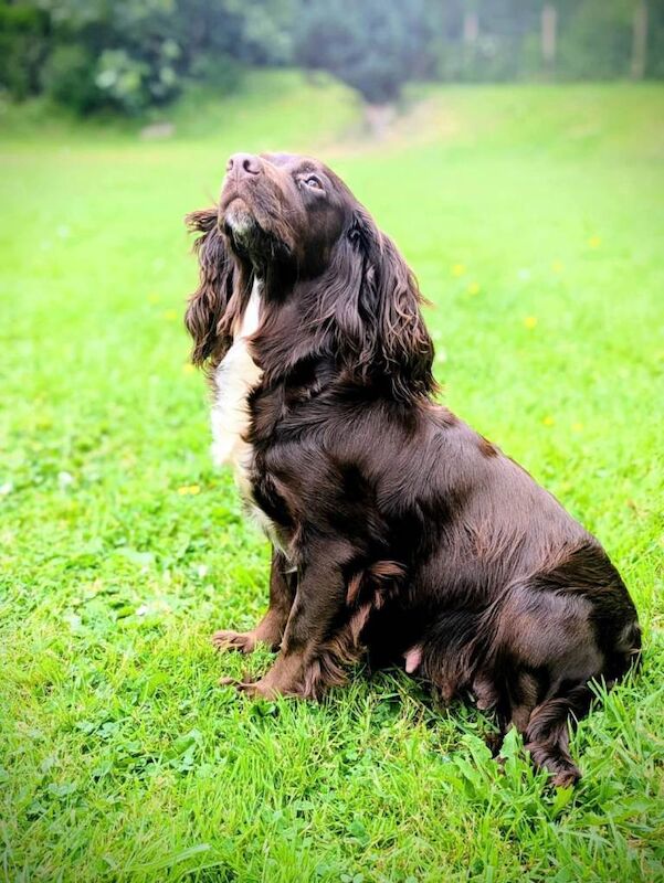 Stunning F1B sprocker spaniel puppies - Image 2 of 6