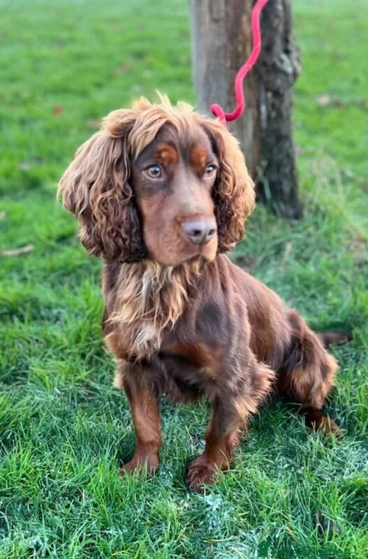 Stunning F1B sprocker spaniel puppies - Image 3 of 6