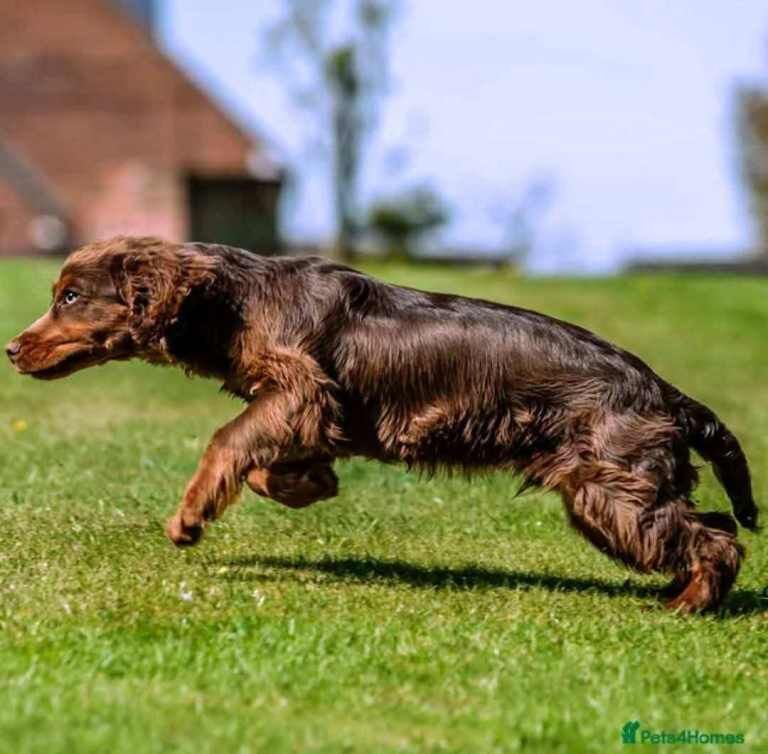 Stunning F1B sprocker spaniel puppies - Image 4 of 6
