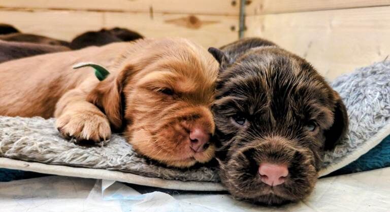 Stunning F1B sprocker spaniel puppies - Image 5 of 6