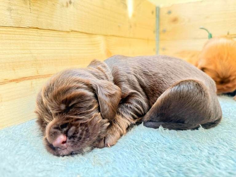 Stunning F1B sprocker spaniel puppies - Image 6 of 6