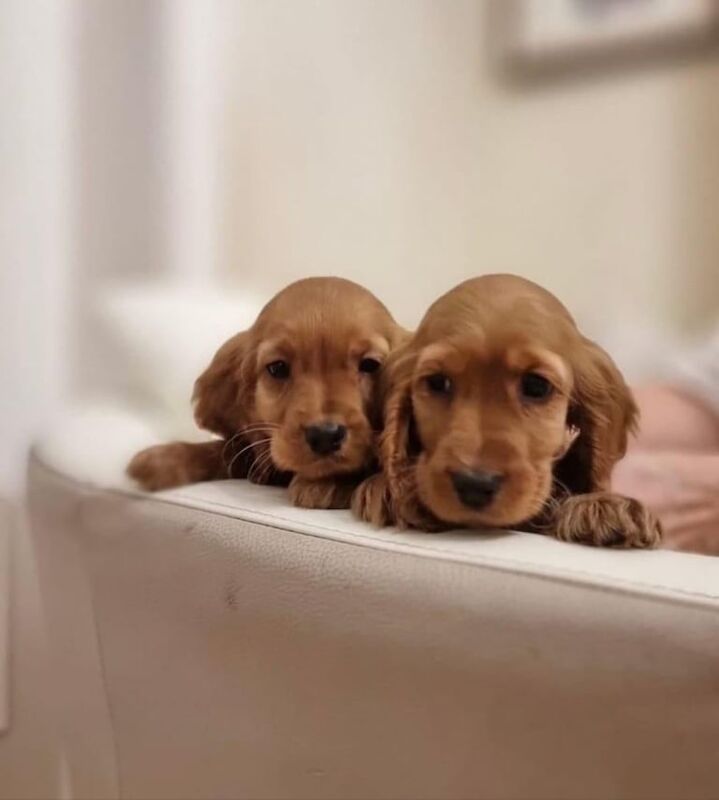 Cocker Spaniel puppies for sale in Sandwell, West Midlands – 8 weeks old - Image 2 of 3