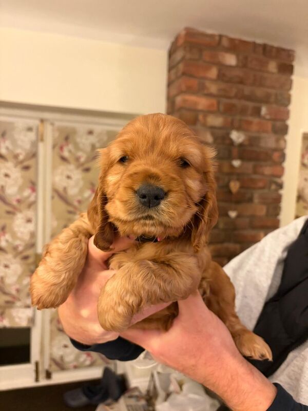 Cocker Spaniel puppies for sale in Warrington, Cheshire – 5 weeks old