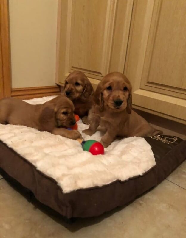 Cocker Spaniel puppies for sale in Salford, Greater Manchester – 8 weeks old