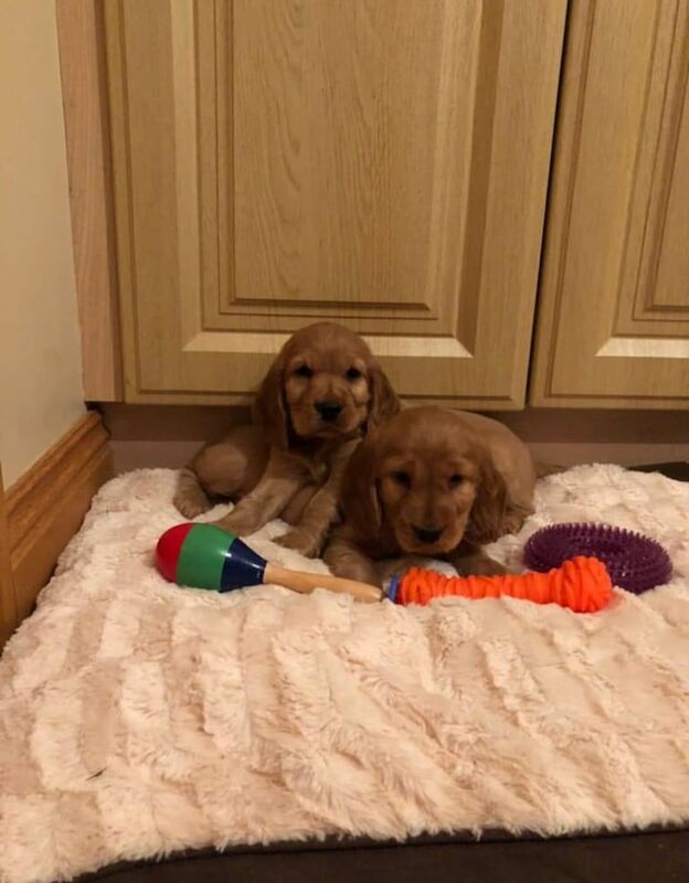 Cocker Spaniel puppies for sale in Salford, Greater Manchester – 8 weeks old - Image 2 of 4