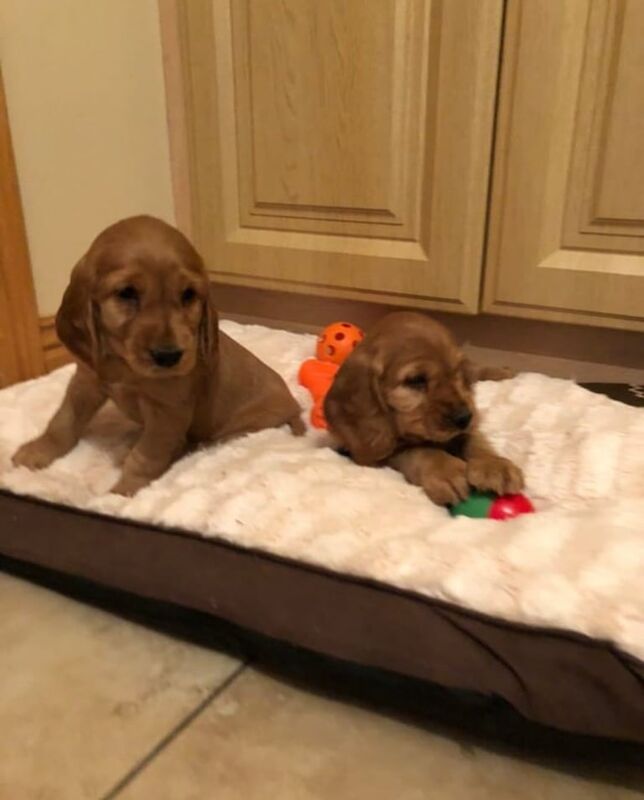 Cocker Spaniel puppies for sale in Salford, Greater Manchester – 8 weeks old - Image 3 of 4