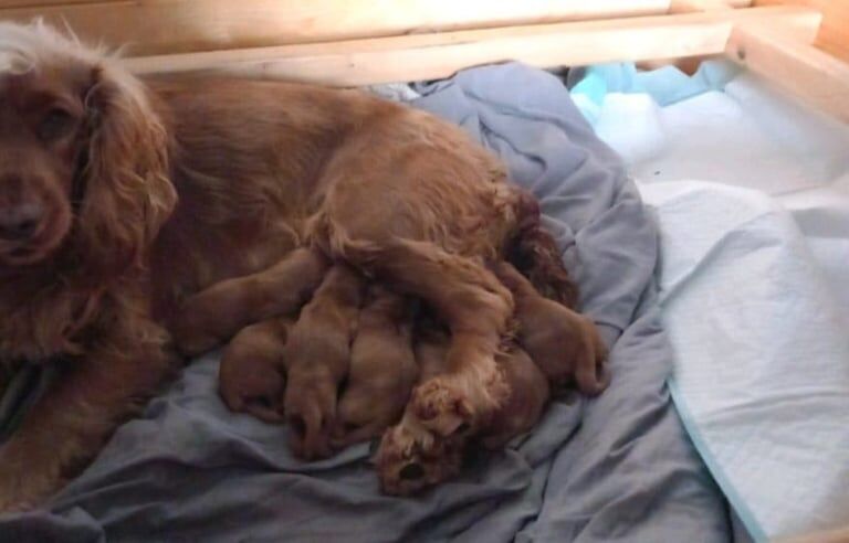 Cocker Spaniel puppies for sale in Salford, Greater Manchester – 8 weeks old - Image 4 of 4