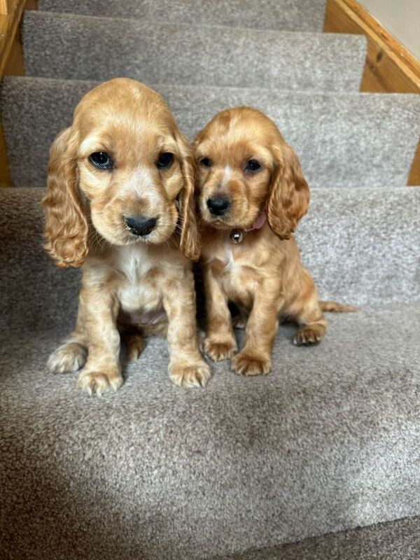 Cocker Spaniel puppies for sale in Salford, Greater Manchester – 8 weeks old