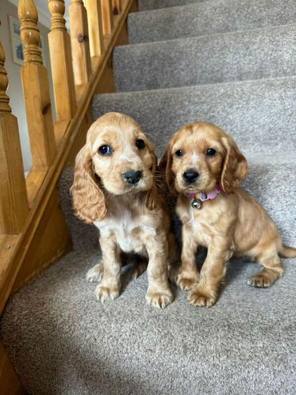 Cocker Spaniel puppies for sale in Salford, Manchester – 3 months old - Image 2 of 4