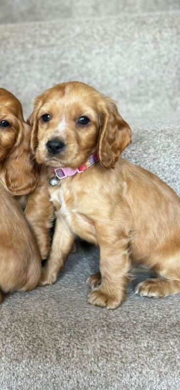 Cocker Spaniel puppies for sale in Salford, Manchester – 3 months old - Image 3 of 4