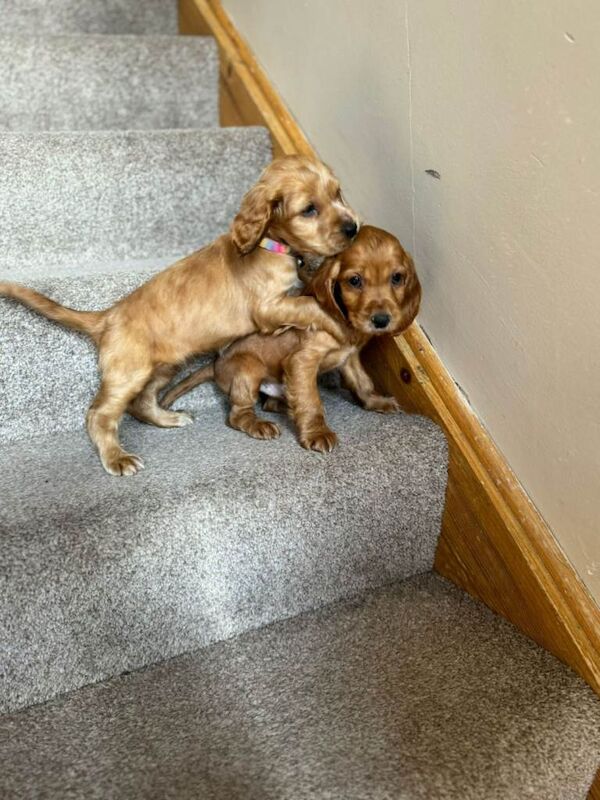 Cocker Spaniel puppies for sale in Salford, Manchester – 3 months old - Image 4 of 4