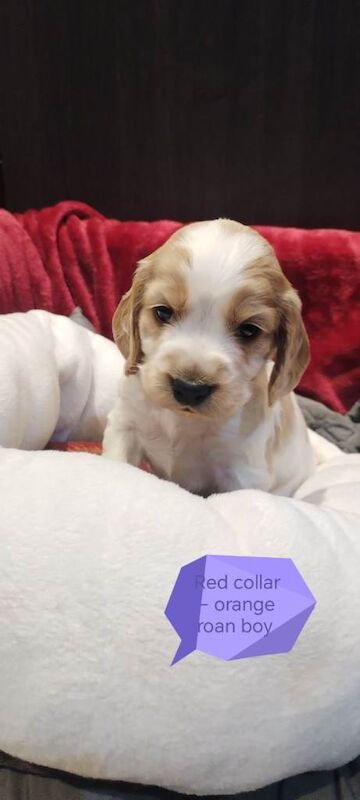 Cocker Spaniel puppies for sale in Dungannon, County Tyrone – KC registered, 4 weeks old